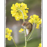 Harvest Mouse On Rape 1