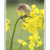 Harvest Mouse On Rape 2