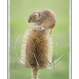 Harvest Mouse On Teasel 1