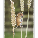 Harvest Mouse On Wheat 1
