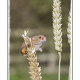 Harvest Mouse On Wheat 2