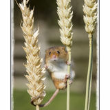 Harvest Mouse On Wheat 3