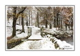 Into the Woods