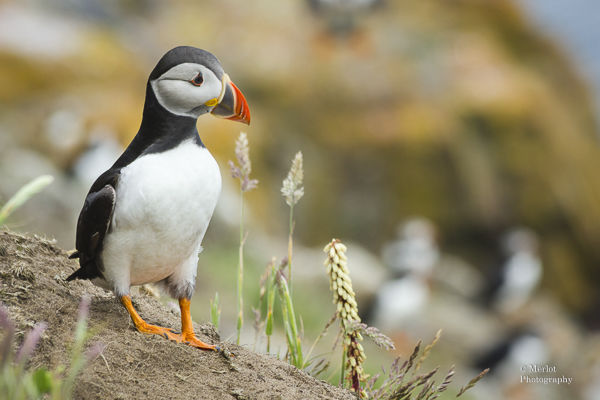 Sea Parrot