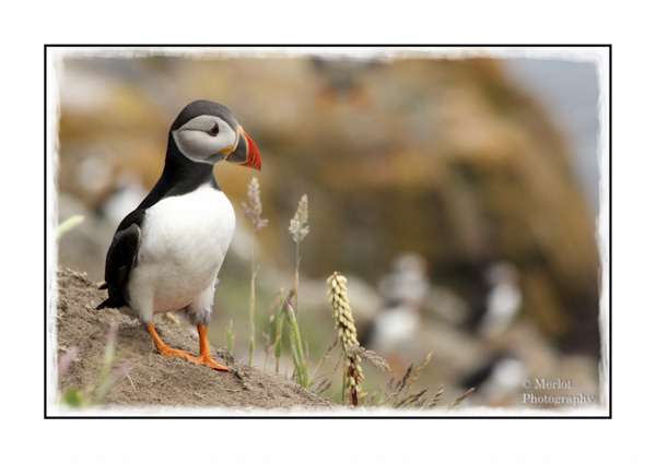 Sea Parrot