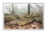 Season of Mists