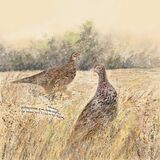 Pheasants