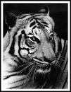 Wild Life