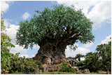 Animal Kingdom Tree of Life