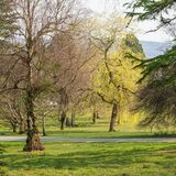 Aberdare Park Tree Scene