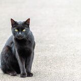 Black Cat sits on the road