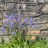Bluebells against a stone wall background