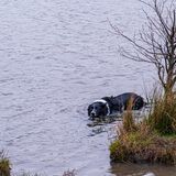 Border Collie goes wild water swimming