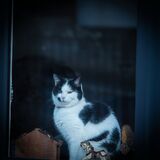 Cat in a-Window DSC7655