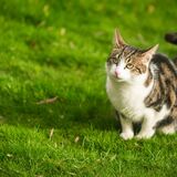 Cat in the garden DSC6964