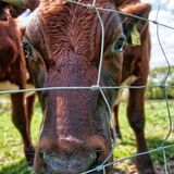 Cows in a field