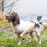 Springer Spaniel