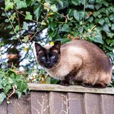 Cat on a fence