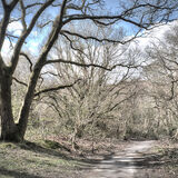Dare Valley Country park, footpath DSCF3612
