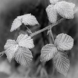 Frosty leaves