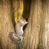 Grey Squirrel eating a nut