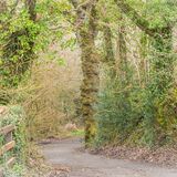 Into the forest - step this way