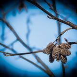 Pine Cones