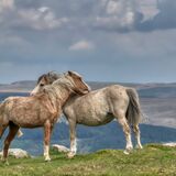 Ponies on the Welsh Hill