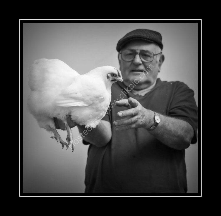 Alwyn Jones - The show manager, and at 78 years of age shows no sign of slowing down. Here he shows off his beautiful White Wyandotte chicken.