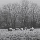 Sheep in a frosty field