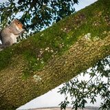 Squirrel on branch in Aberdare Park