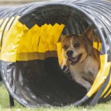Beagle exiting the tunnel