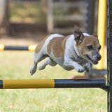 Dog Agility