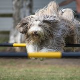 Dog Agility