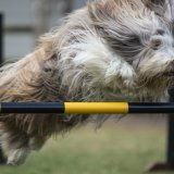 Dog Agility
