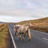 Welsh Mountain Ponies
