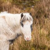 Welsh Mountain Pony