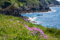 Sea pinks and boat