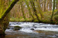 River Fowey above Treverbyn Bridge