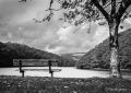 Leaves and a seat, West Looe estuary