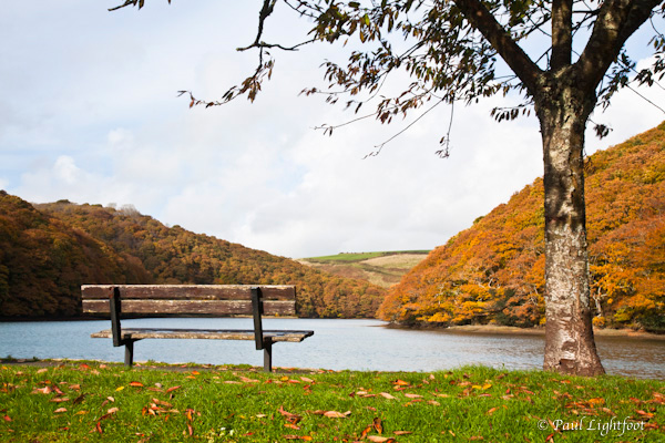 Empty seat and tree