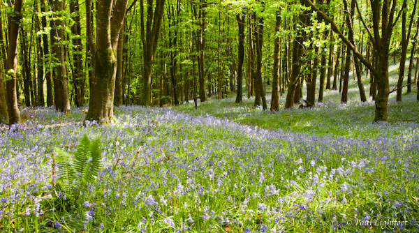 Bluebells above Sandplace-2