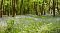 Bluebells above Sandplace-2