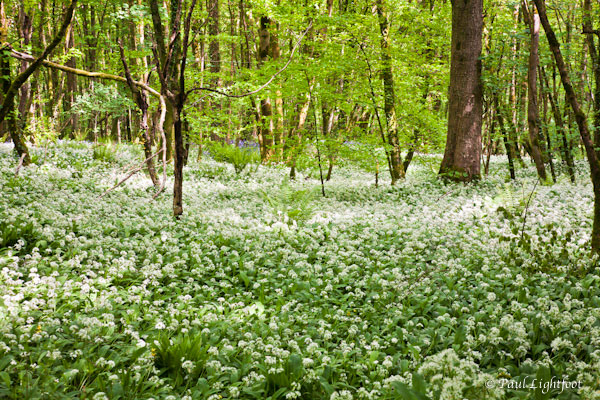 Ramsons, above Sandplace