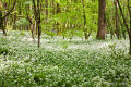 Ramsons, above Sandplace