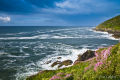 Sea pinks and salt lines off Polperro