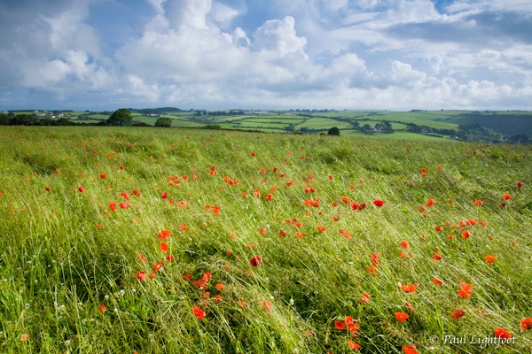 Hayfield and poppies