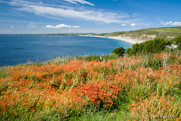 Montbretia at Gunwalloe