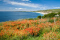 Montbretia at Gunwalloe
