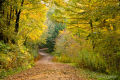 Largin woods